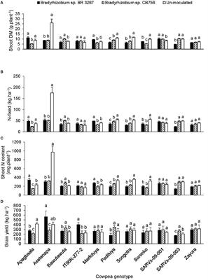 Cowpea Genotypic Variations in N2 Fixation, Water Use Efficiency (δ13C), and Grain Yield in Response to Bradyrhizobium Inoculation in the Field, Measured Using Xylem N Solutes, 15N, and 13C Natural Abundance